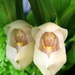 orquidea cuna de bebe